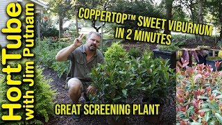 Coppertop™ Sweet Viburnum in 2 Minutes  Great Screening Plant [upl. by Nylinej15]