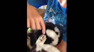 Cat hides from tickling boy by covering head with paws [upl. by Aibos]