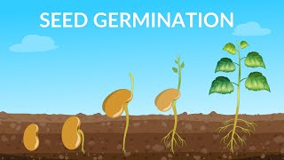 Seed Germination  How Does A Seed Become A Plant [upl. by Heber]