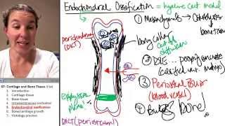 Bone  Cartilage 5 Endochondral Ossification [upl. by Aleakim835]