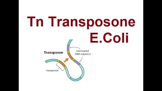 Tn Transposons in E coli  Types of transposons  2024 [upl. by Sirromed]