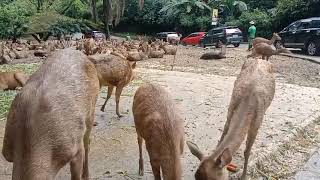 Part 1 Belajar dengan Melihat di Taman Safari Indonesia Bogor [upl. by Aylad]