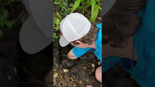 I Found Fish TRAPPED in a Mud Hole animal fish viral youtubeshorts fishing wildlife nature [upl. by Azal810]