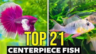 Top 21 Centerpiece Fish For ALL Aquarium Sizes [upl. by Noirred]