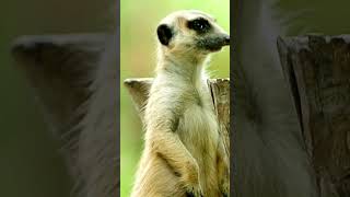 Meerkat Fights Nature’s Tiny Warriors 🦁 animals wildlife nature [upl. by Polinski]