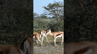 Springbok Antelope in Namibia shorts [upl. by Shurlocke265]