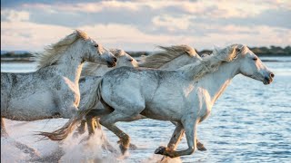 Wild Horse  Most beautiful Horses in the world [upl. by Ahsiekin82]