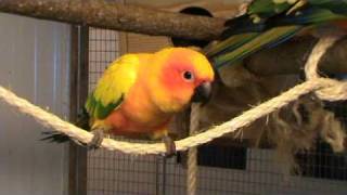 sun conure soundt [upl. by Lowell783]