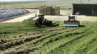 packing silage with case and cat dozer [upl. by Sloatman]