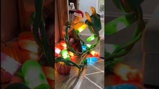 GIANT CHRISTMAS LIGHTS TUTORIAL christmas merrychristmas christmasdecorations christmasdiy [upl. by Eikcuhc]