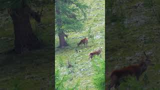 INCREDIBLE Deer Encounter Group of majestic Stags with HUGE Antlers [upl. by Brunk356]