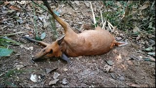 Wild trap Amazing easy deer trap to catch in the Jungle work 100 [upl. by Eulalee]