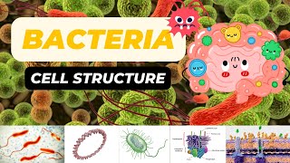 Bacterial Cell Structure [upl. by Sulrac]