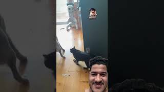 Cat and rat love and funny moments cat humor gato gatos catlover ytshorts shortsvideo [upl. by Atnek462]