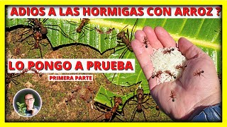 COMO ELIMINAR las HORMIGAS CORTADORAS o ZOMPOPOS del HUERTO Y EL JARDIN con ARROZ  Gio de la Rosa [upl. by Sarid]