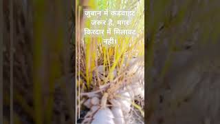 Milenge Ham Nahin  shatavari asparagus ferns Plant status whatsapp viral☘️ plant newshort 😲 [upl. by Kenna]