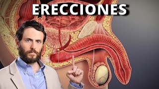 Cómo Funciona tu Erección y como Potenciarla [upl. by Nodnal]