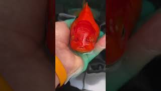 Goldfish with Dropsy  Eggbound Update [upl. by Duster334]