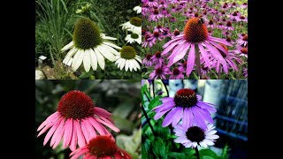 Amazing and Most Beautiful Echinacea Flowers  Coneflowers  Sun Hat [upl. by Werdma174]