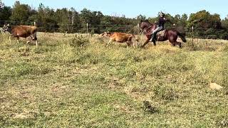 Whiskey pasture roping [upl. by Eseerehc447]