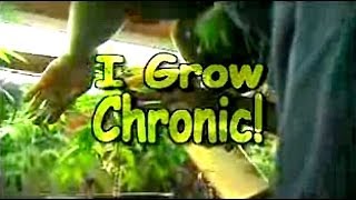 I Grow Chronic Cannabis Hydro Cultivation Full Tutorial [upl. by Boothman]