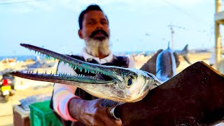 Houndfish Cutting  Fish Cutting Skills Sri Lanka [upl. by Adihsaar]