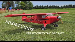 Strobe Lights on Clipped Wing Taylorcraft [upl. by Mikes]