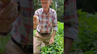 Brummie Brian in Japan Second Week of June 2024  The First Potato Harvest Part 1 of 2 [upl. by Brenner658]