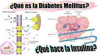 Qué es la DIABETES y qué hace la INSULINA  FISIOPATOLOGÍA DIABETES MELLITUS 11 [upl. by Htebezile]