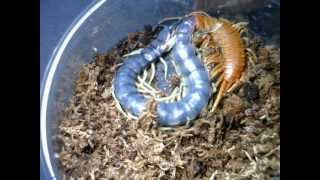 giant centipede molting galapagoensis [upl. by Revlis]