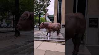 Royal sweet diamond bull sculpture Vancouver 🍁 Canada video travel bullshorts [upl. by Gurtner]