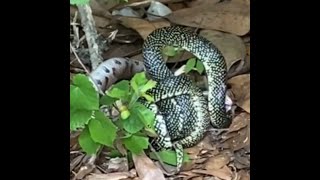 King snake vs copperhead Epic battle between snakes caught on video in Alabama [upl. by Ihsir]