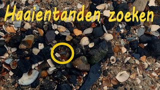 Vlog 13 haaientanden zoeken  Exploring Cadzand  Fossielen [upl. by Bathesda]