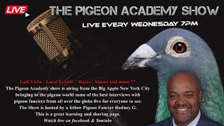 Join the Pigeon Academy Show tonight live [upl. by Aneehsram]