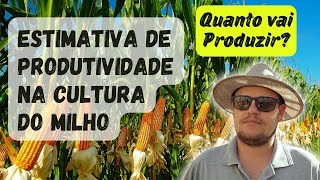 ESTIMATIVA DE PRODUTIVIDADE NA CULTURA DO MILHO  Dicas Para Diminuir o Erro Seja Assertivo [upl. by Einnus]