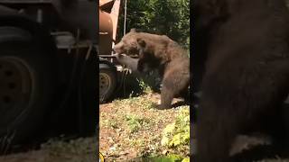 Grizzly bear gets aggressive when being released back into the wild animals [upl. by Bronny]