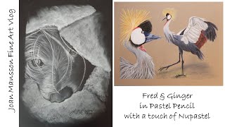 Pastel Pencil amp NuPastel portrait of Fred amp Ginger a pair of African Cranes [upl. by Bremen]