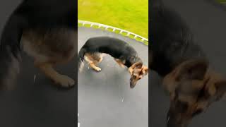 Trampoline German Shepherd funnydogs germanshepherd fypシ゚viral fyp fypシ゚ [upl. by Libove666]