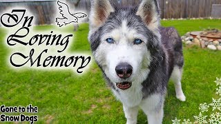 Oakley the Husky  In Loving Memory of Oakley [upl. by Yenttihw]