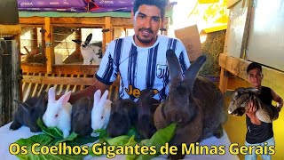 Criação de Coelhos Gigantes de Minas Gerais [upl. by Lelah812]