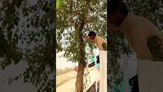 Tree cutting  cutter  Short viral  mini vlog  tree cutter cutting funny viralshort mini [upl. by Aihsetel]