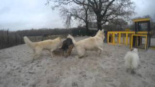 Dogs Trust West Calder  The Dogs Enjoying the Environmental Enrichment Equipment [upl. by Syst]