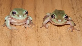 Parasites and diseases in whites tree frogs litoria caerulea [upl. by Aneerol]