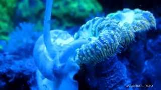 Aquarium lifePart 2 LPS blastomussa coral care and its competitors [upl. by Doig96]