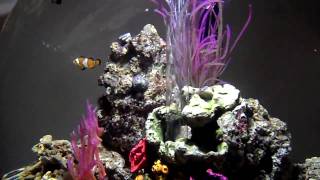 BiOrb 60 Marine Tank with Clown Fish [upl. by Cadmar320]