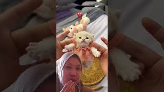 Cute Funny Kitten cat catsusa cute cattos catlover kitten cutecat قططصغيرة [upl. by Yraht]