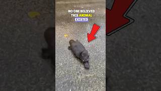 Platypus🐾  The Strangest Creature In The World🌍 shorts shortsfeed [upl. by Aisset]