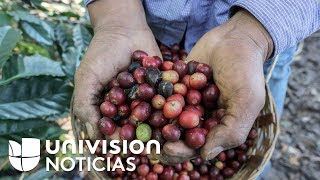 Chiapas es el escenario de una competitiva carrera que rinde tributo al cultivo del café [upl. by Eudora]