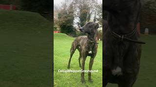 Lamping rabbits with flash 💨 lamping lampingrabbits runningdog runningdogs lurcher hunting [upl. by Sammy624]