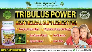 Tribulus terrestris Gokshura Herb Information Benefits amp Side Effects  Tribulus Power [upl. by Rehtae325]